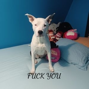 Meet your Posher, Remi